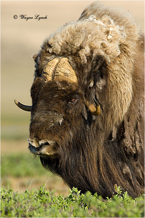 Muskox 122 by Dr. Wayne Lynch &copy;